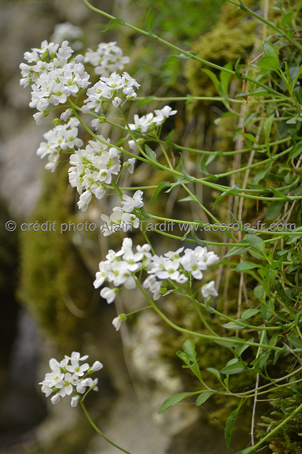 Kernera saxatilis 2 kernérie des rochers
