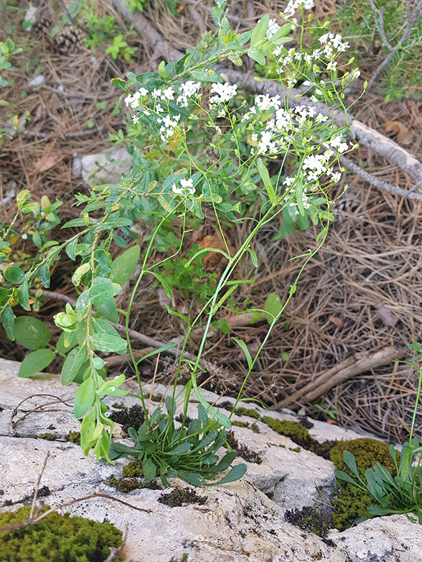 Kernera saxatilis kernérie des rochers