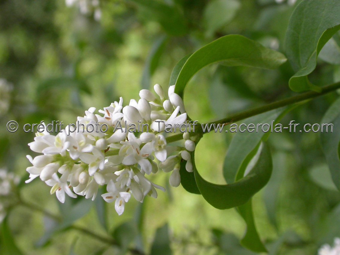 Ligustrum vulgaris troène commun