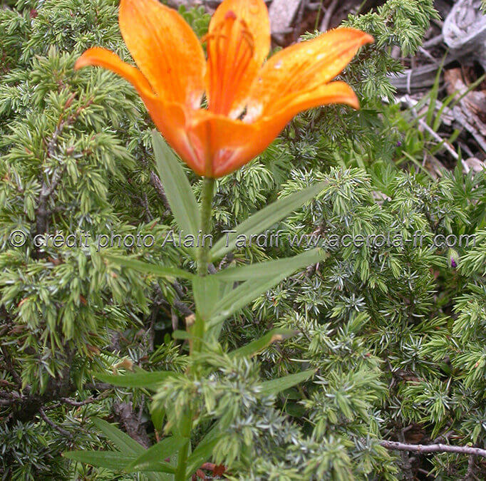 Lilium croceum – lis orangé