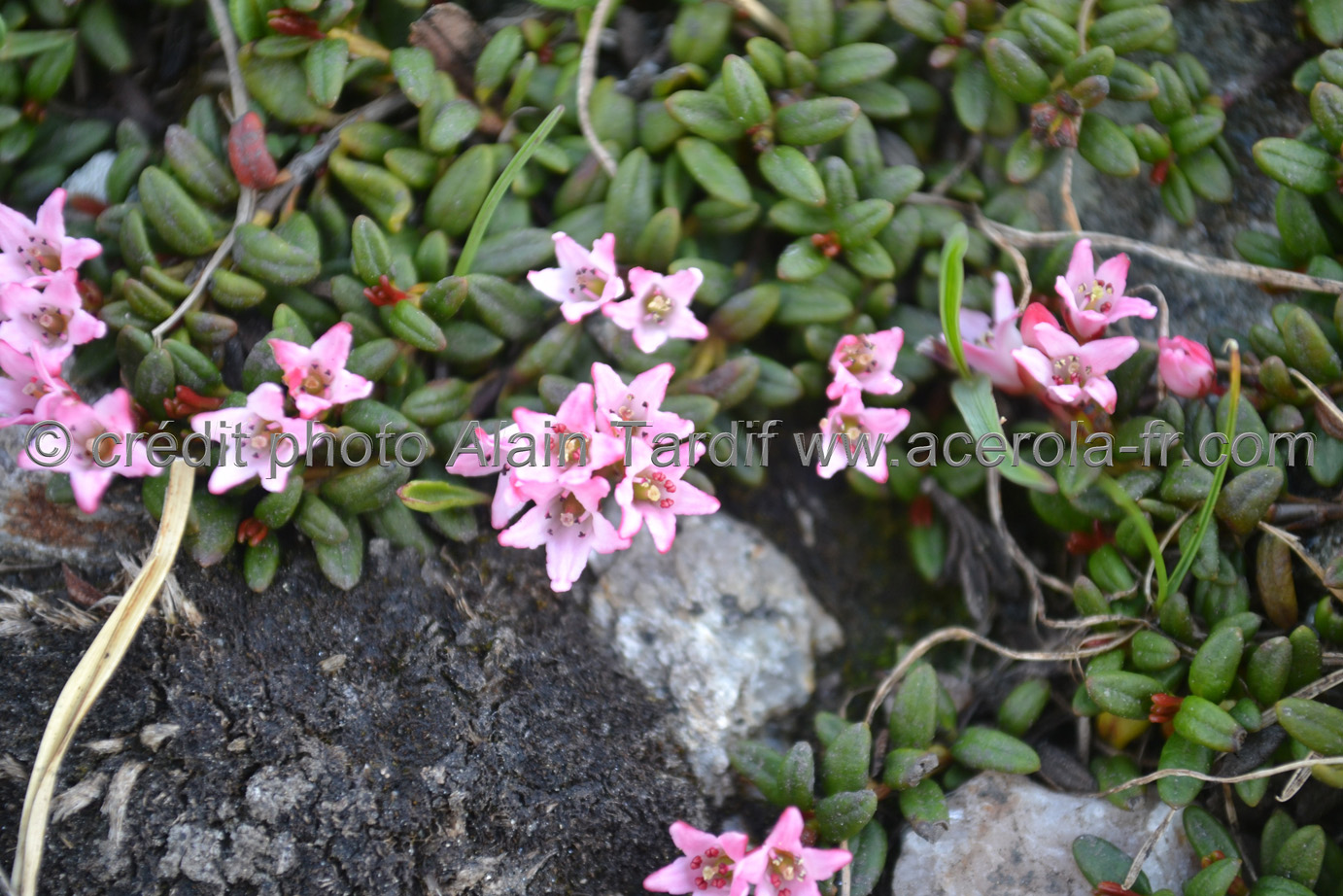 Loiseleuria procumbens azalée des Alpes