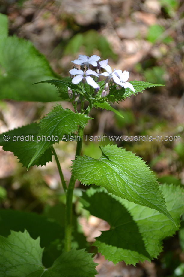 Lunaria rediviva 2 lunaire vivace