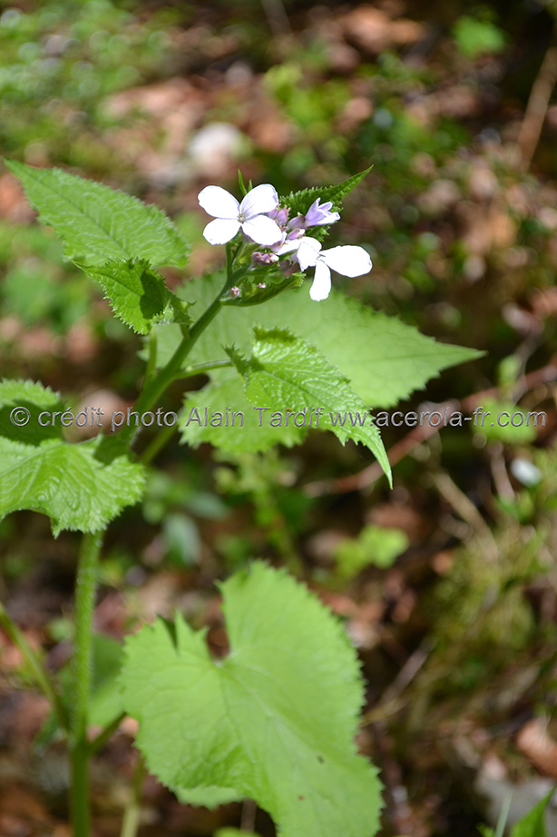 Lunaria rediviva lunaire vivace