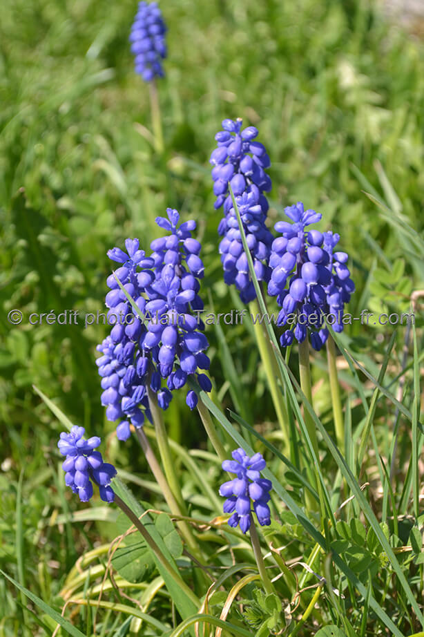 Muscari racemosum 2 muscari à grappe
