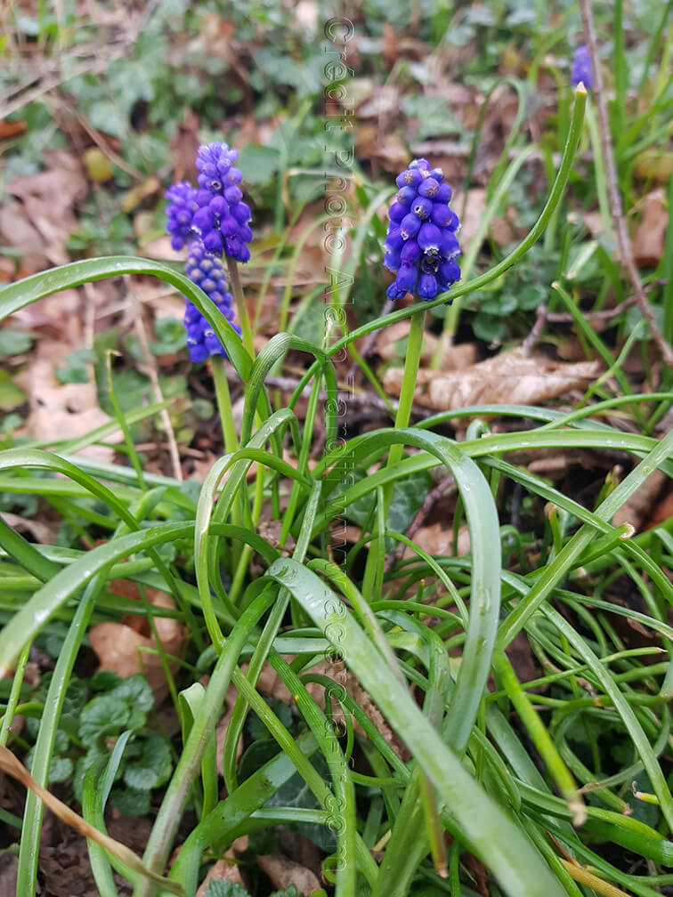 Muscari racemosum 3 le muscari à grappe