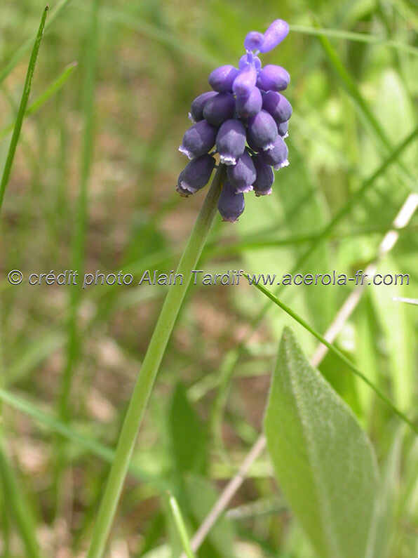 Muscari racemosum muscari à grappe