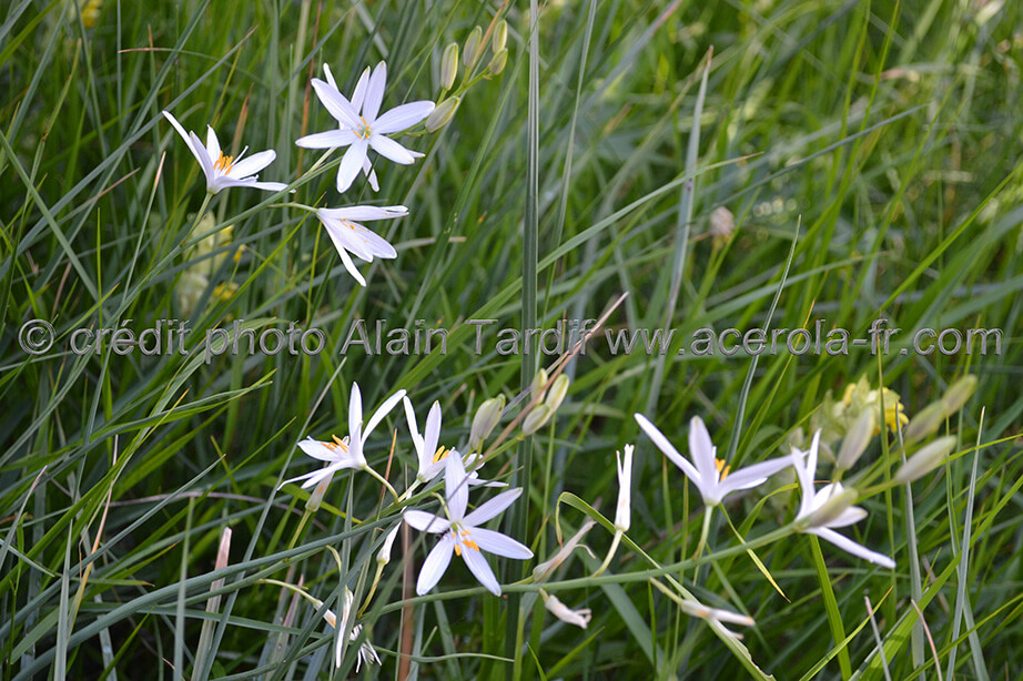 Phalangium Liliago 2 phalangère faux lis
