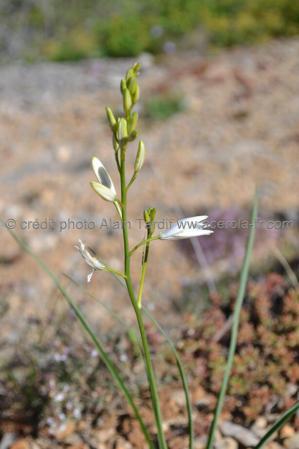 Phalangium Liliago 3 phalangère faux lis