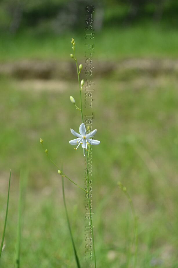 Phalangium ramosum La phalangère rameuse
