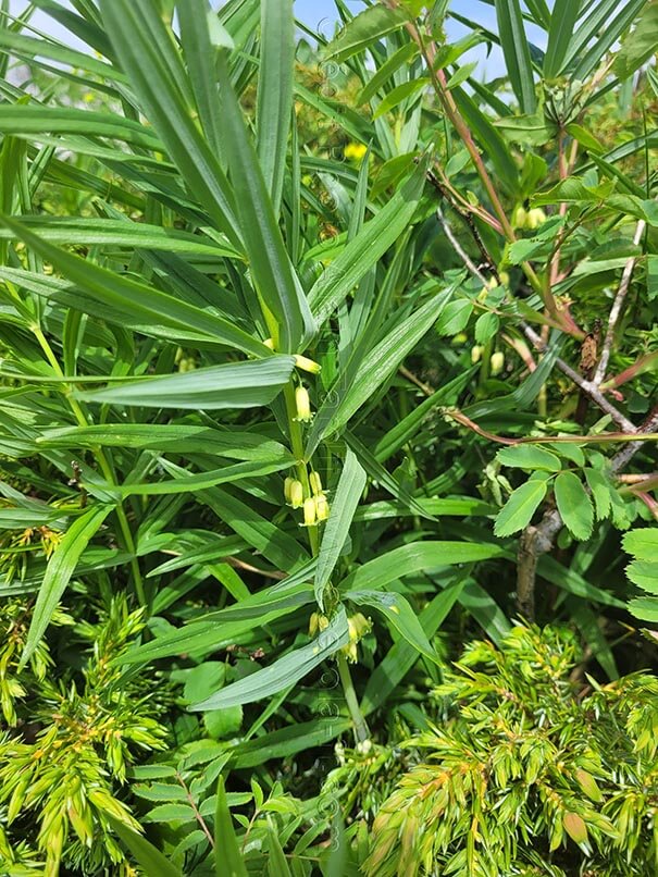 Polygonatum verticillatum 2 sceau de Salomon verticillé