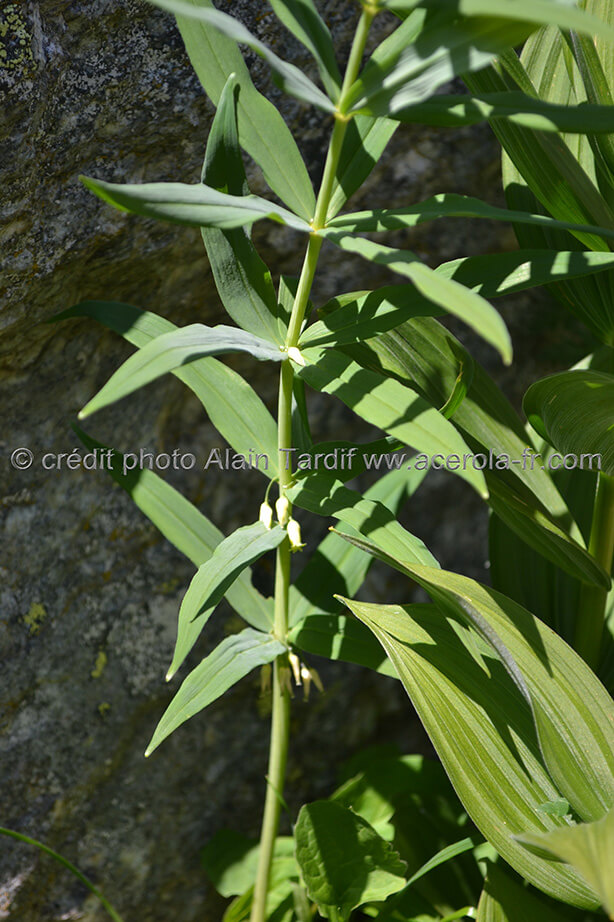 Polygonatum verticillatum le sceau de Salomon verticillé