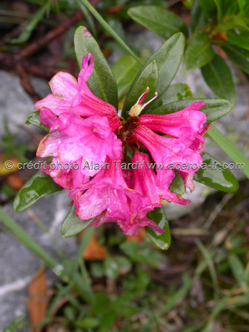 Rhododendron ferrugineum2 rhododendron des Alpes