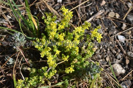 Sedum acre orpin brûlant