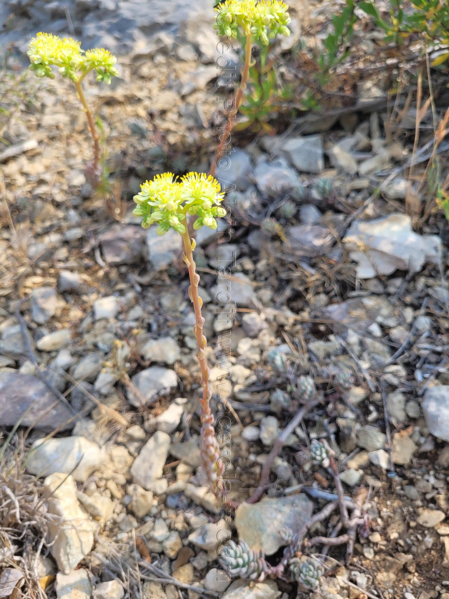 Sedum sediforme orpin de Nice