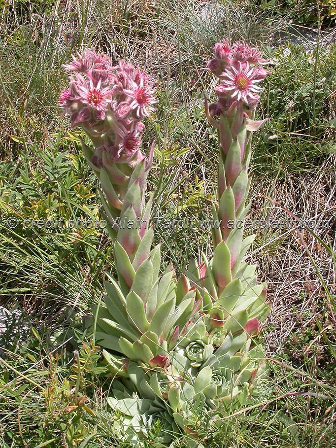 Sempervivum tectorum la joubarbe des toits