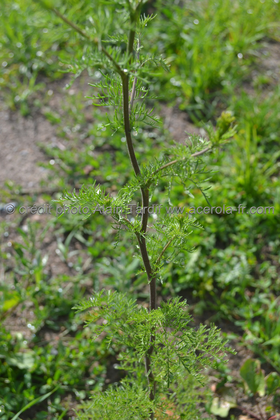 Sisymbrium Sophia 2 sagesse des chirurgiens