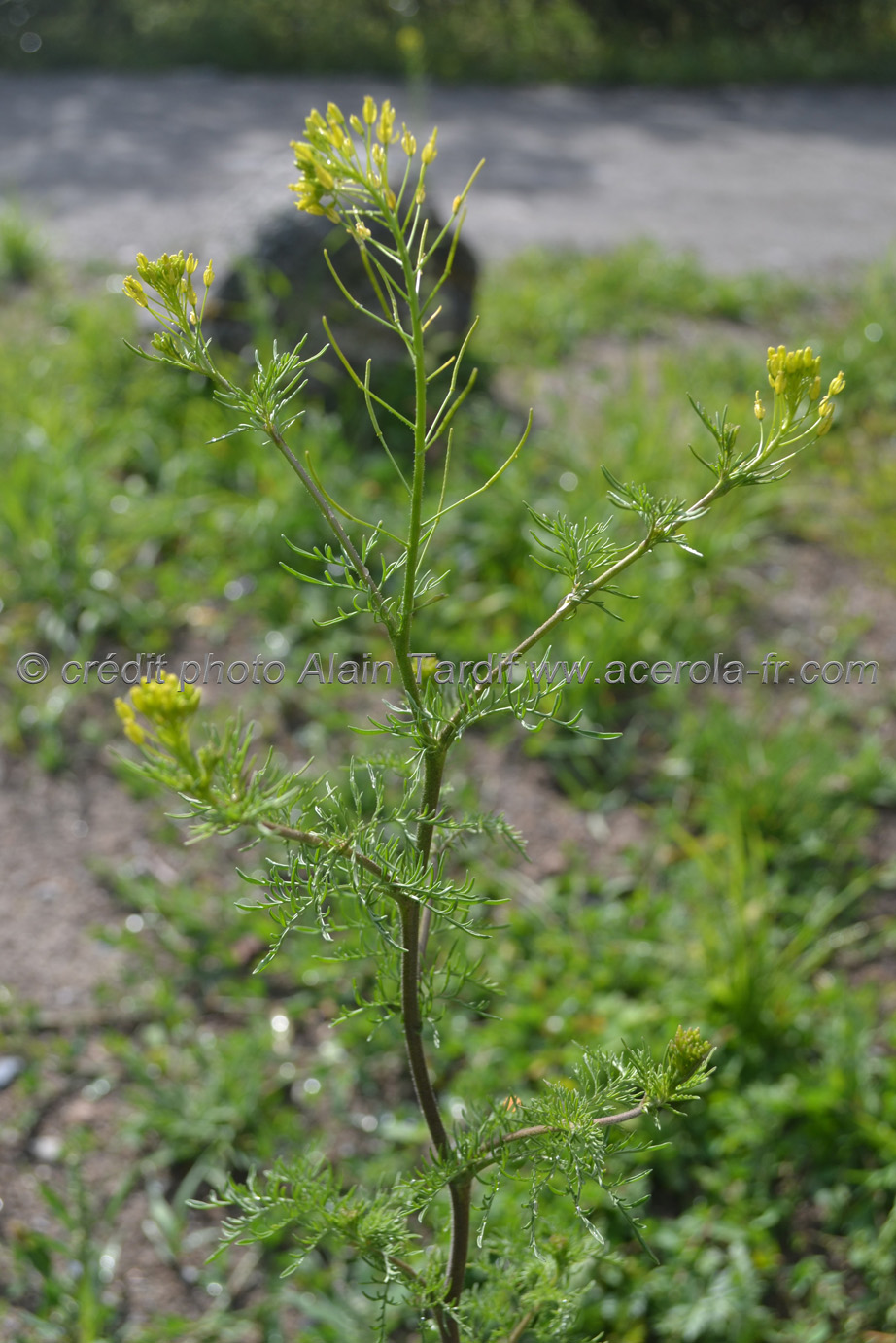 Sisymbrium Sophia sagesse des chirurgiens