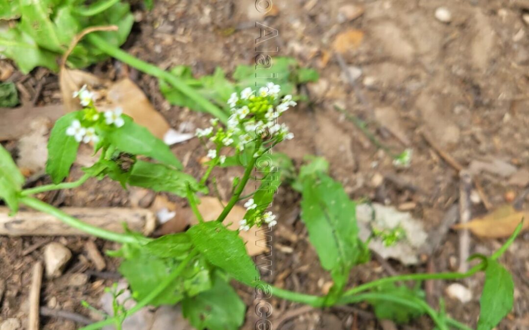 Thlaspi alliaceum – tabouret à odeur d’ail