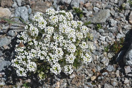 cardamine alpina 2 cardamine des Alpes