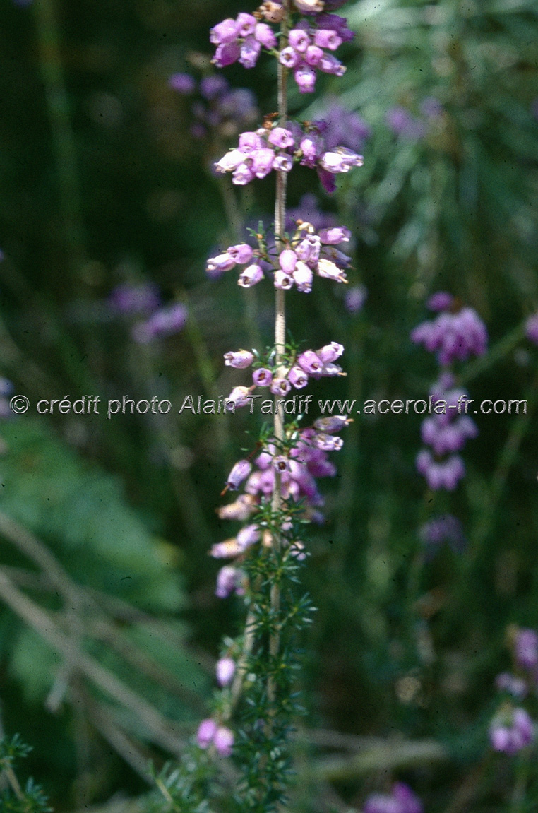erica_cinerea bruyère cendrée