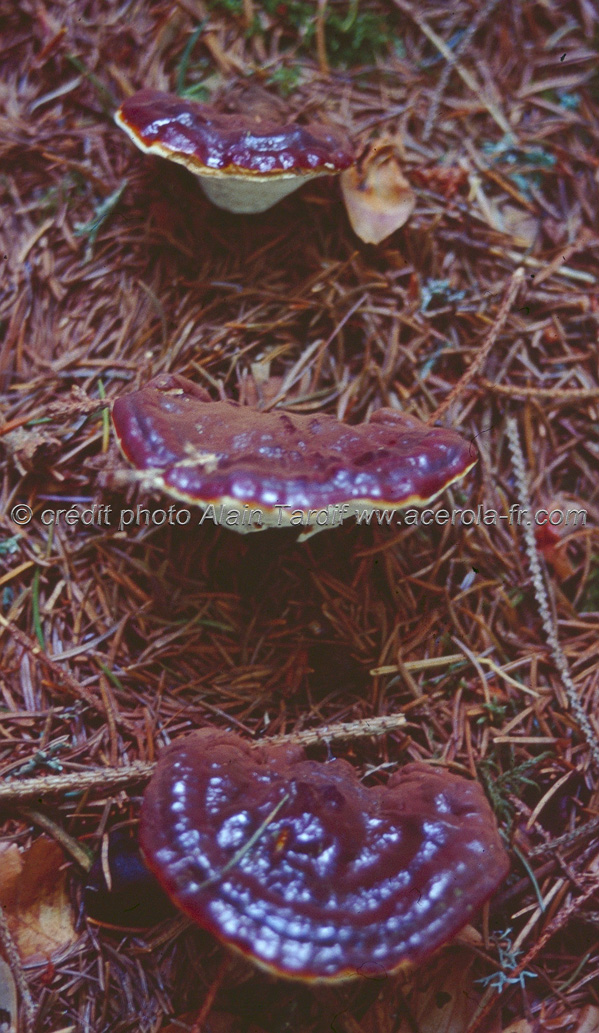 ganoderma_lucidum4 ganoderme luisant ou reishi