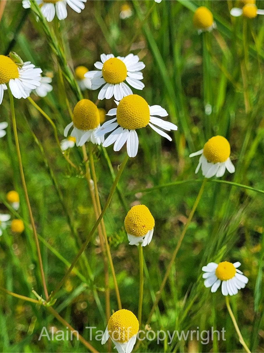 matricaria chamomilla 2 camomille allemande