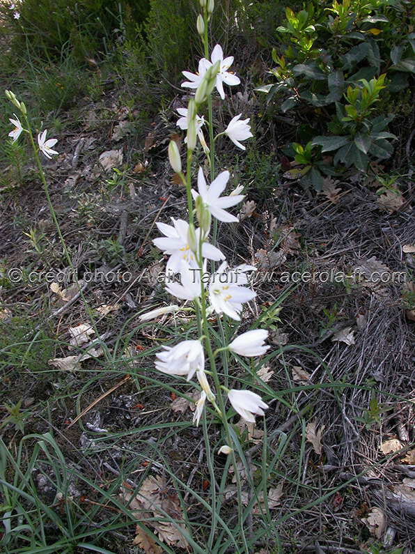 phalangium liliago phalangère faux lis