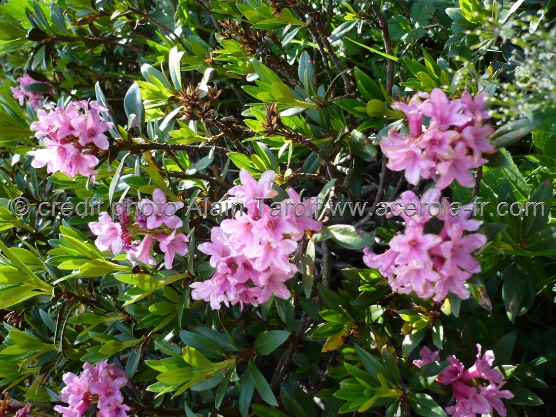 rhododendron ferrugineum rhododendron des Alpes