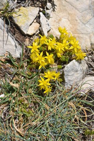 sedum acre 3 orpin brûlant