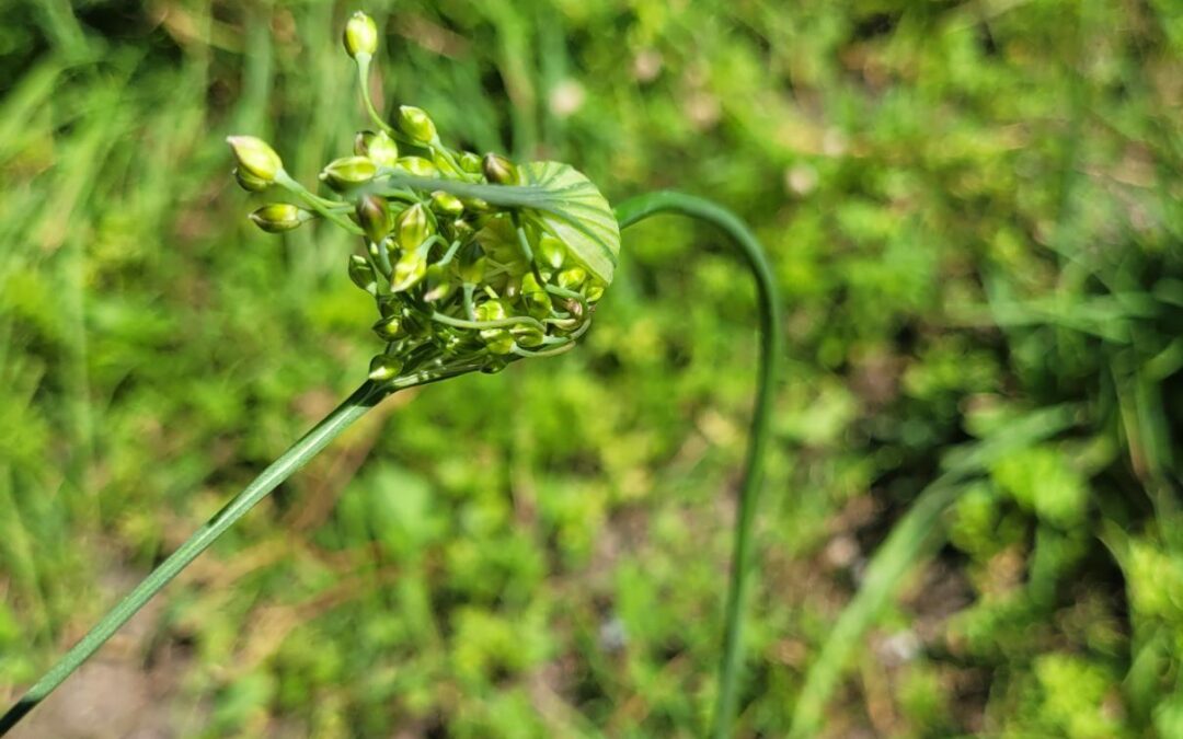 Allium oleraceum – ail des jardins