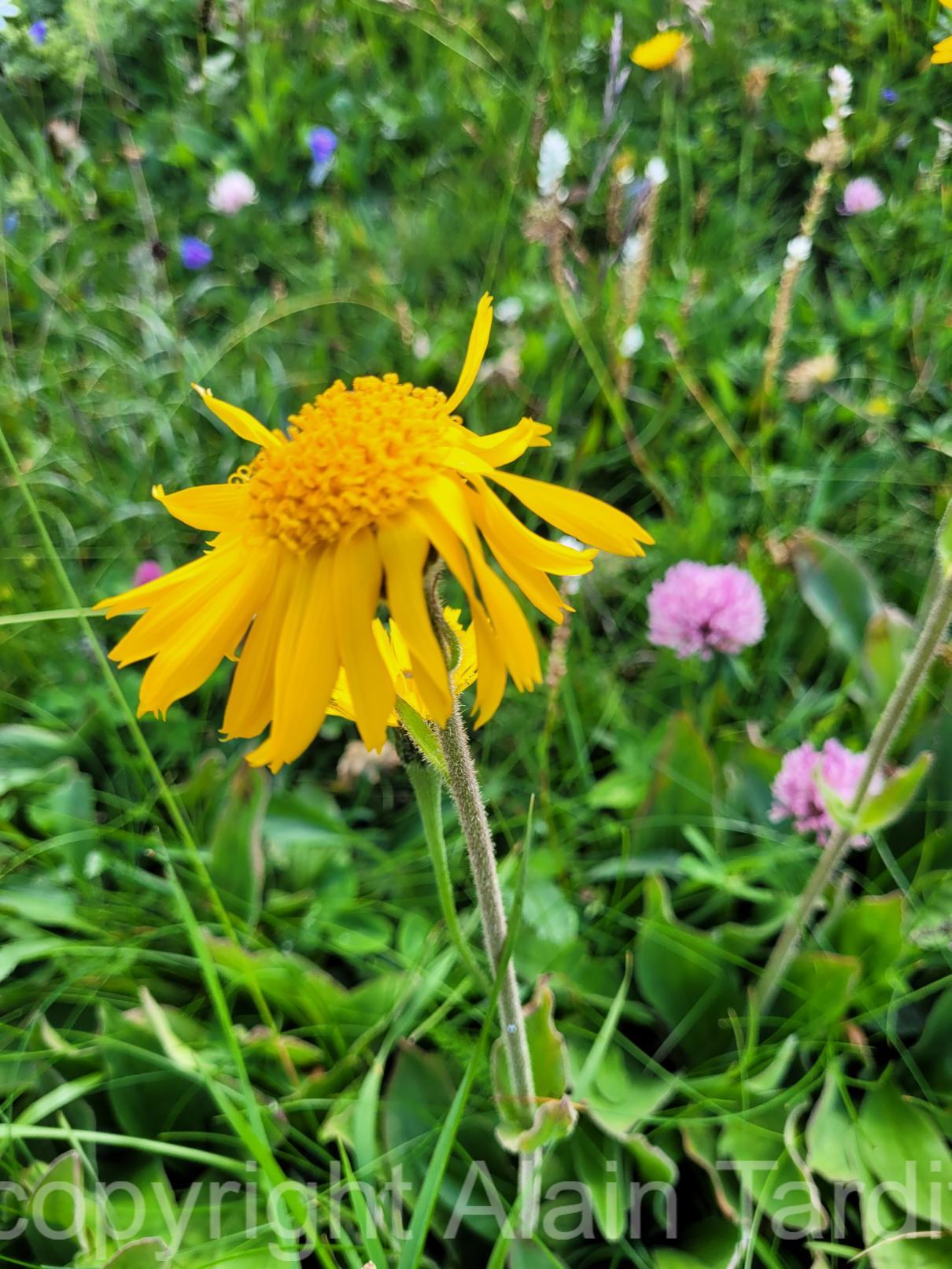 Arnica montana 2 Arnica montana ou arnica des montagnes