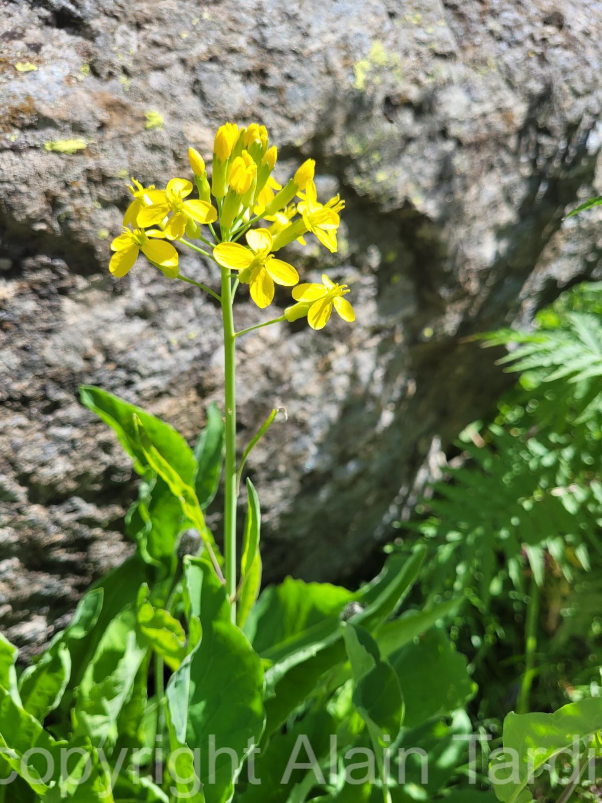 Brassica richeri chou de Richer