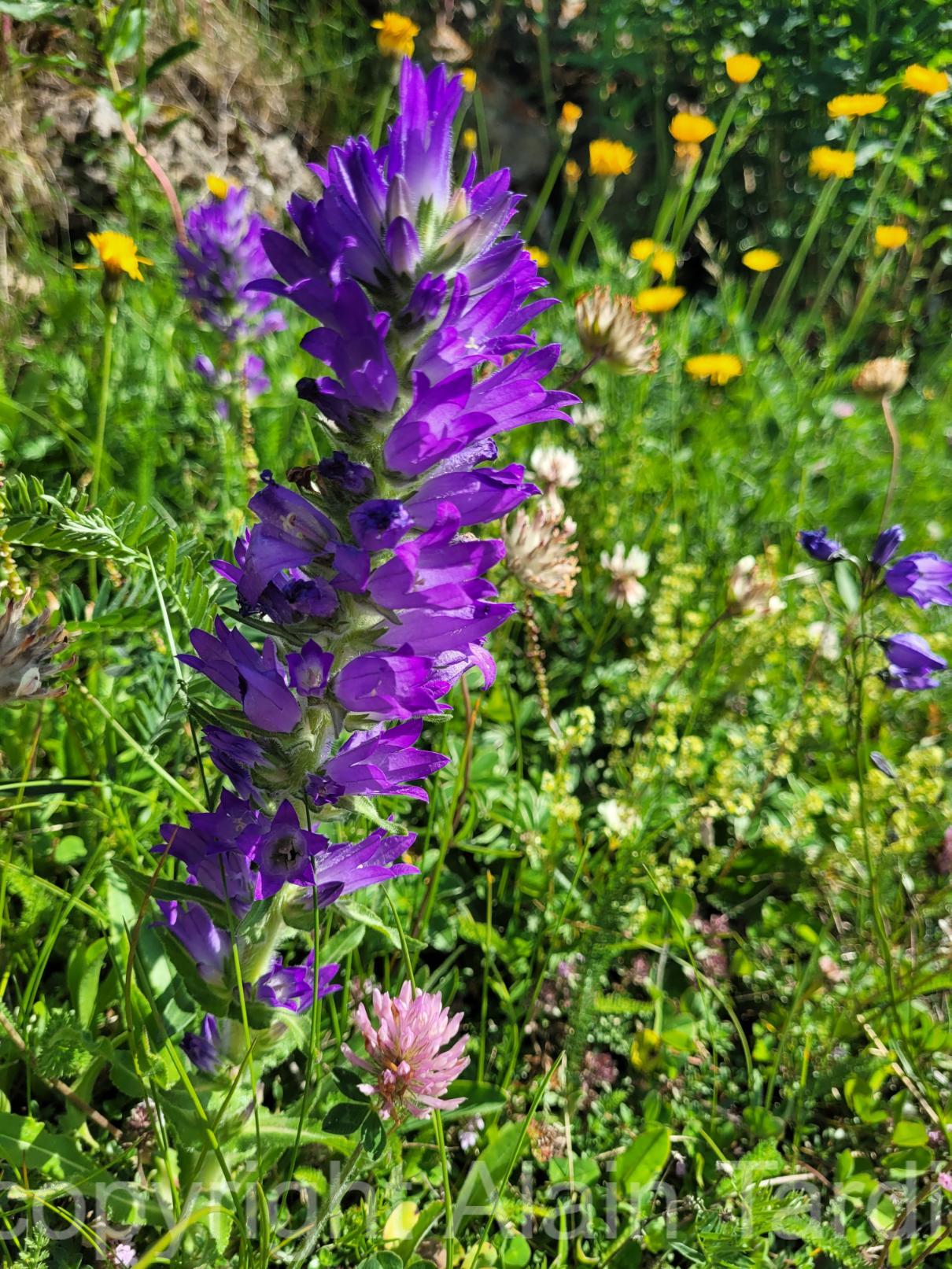 Campanula spicata 2 campanule en épi