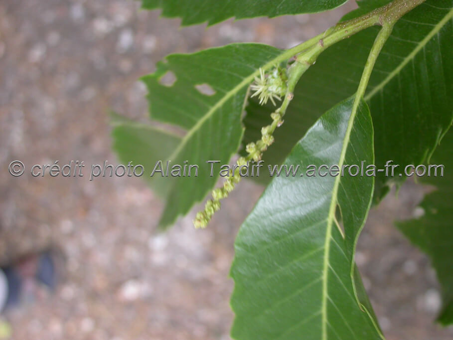 Castanea sativa le châtaignier