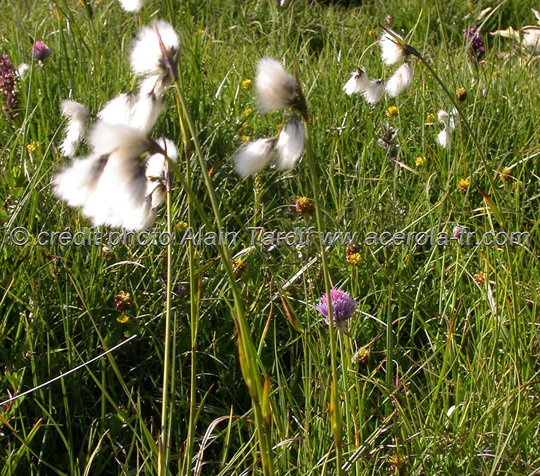 Eriophorum polystachion – linaigrette à plusieurs épis