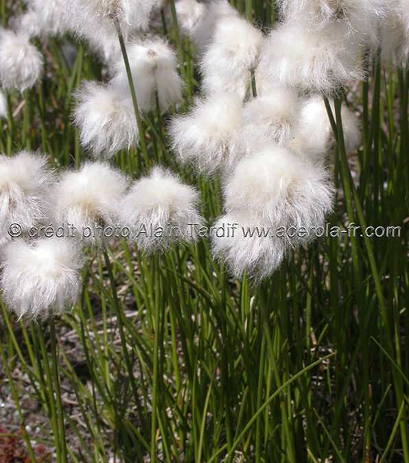 Eriophorum scheuchzerii – linaigrette de Scheuchzer