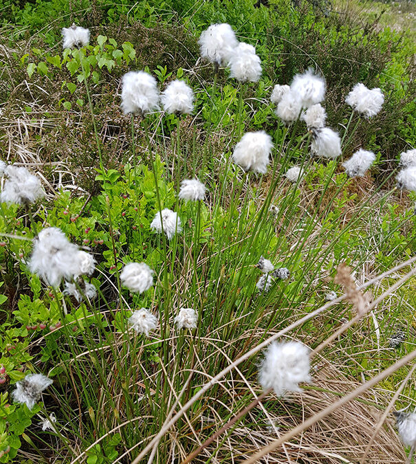 Eriophorum vaginatum – linaigrette à feuilles engainées