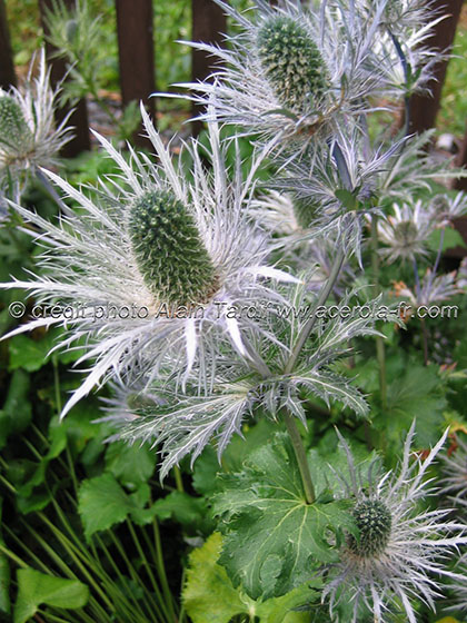 Eryngium alpinum 3 Eryngium alpinum ou panicaut des Alpes
