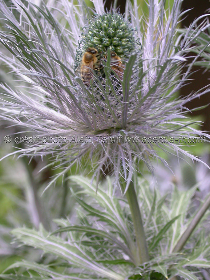 Eryngium alpinum le panicaut des Alpes ou Eryngium alpinum