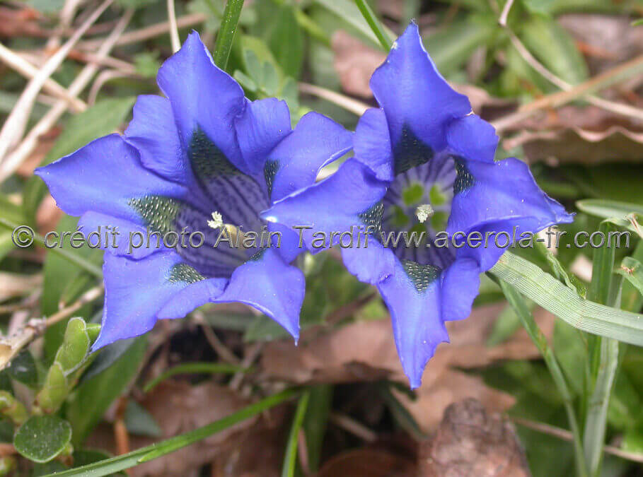 Gentiana acaulis – gentiane acaule