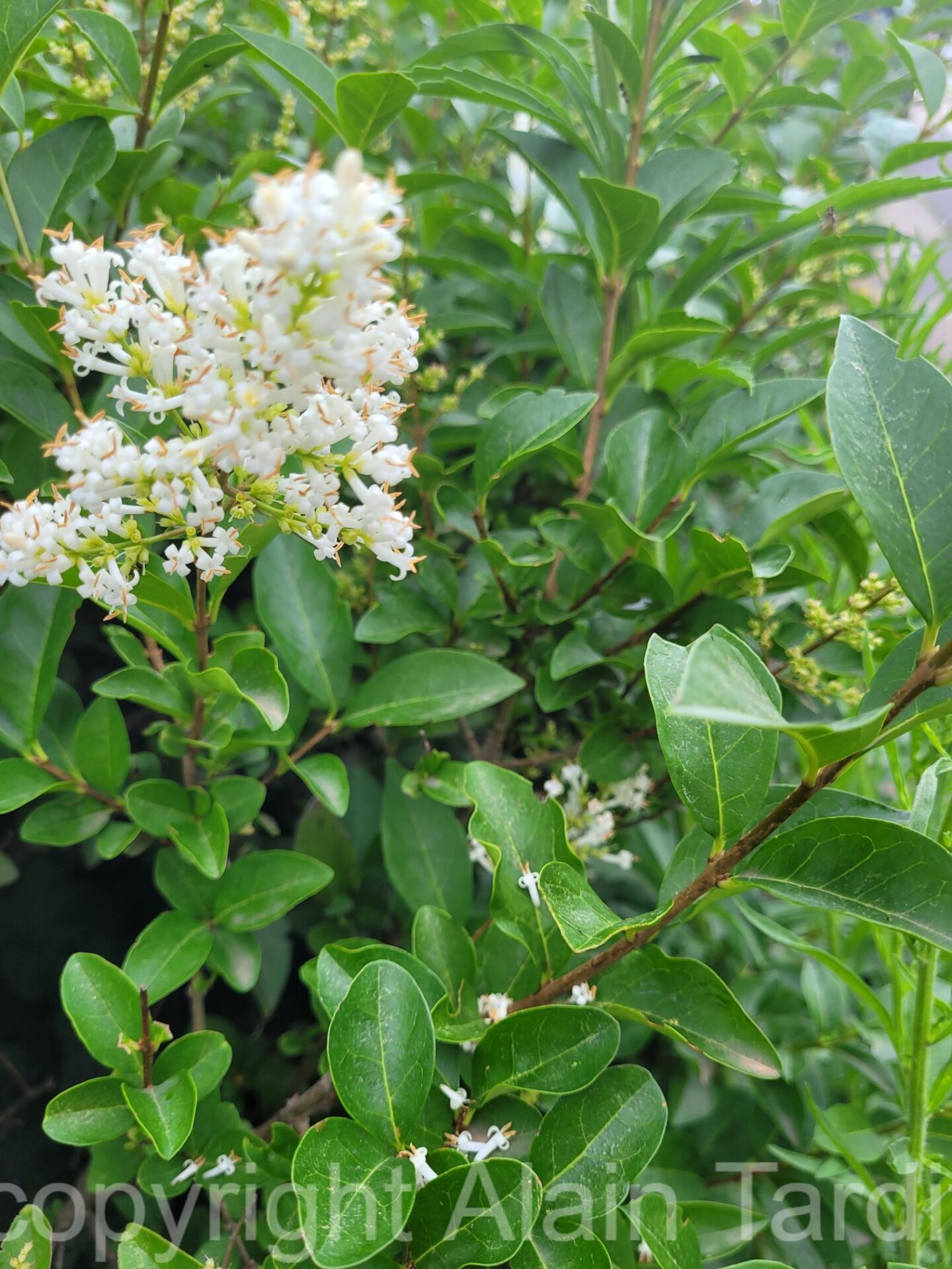 Ligustrum vulgaris 2 troène vulgaire