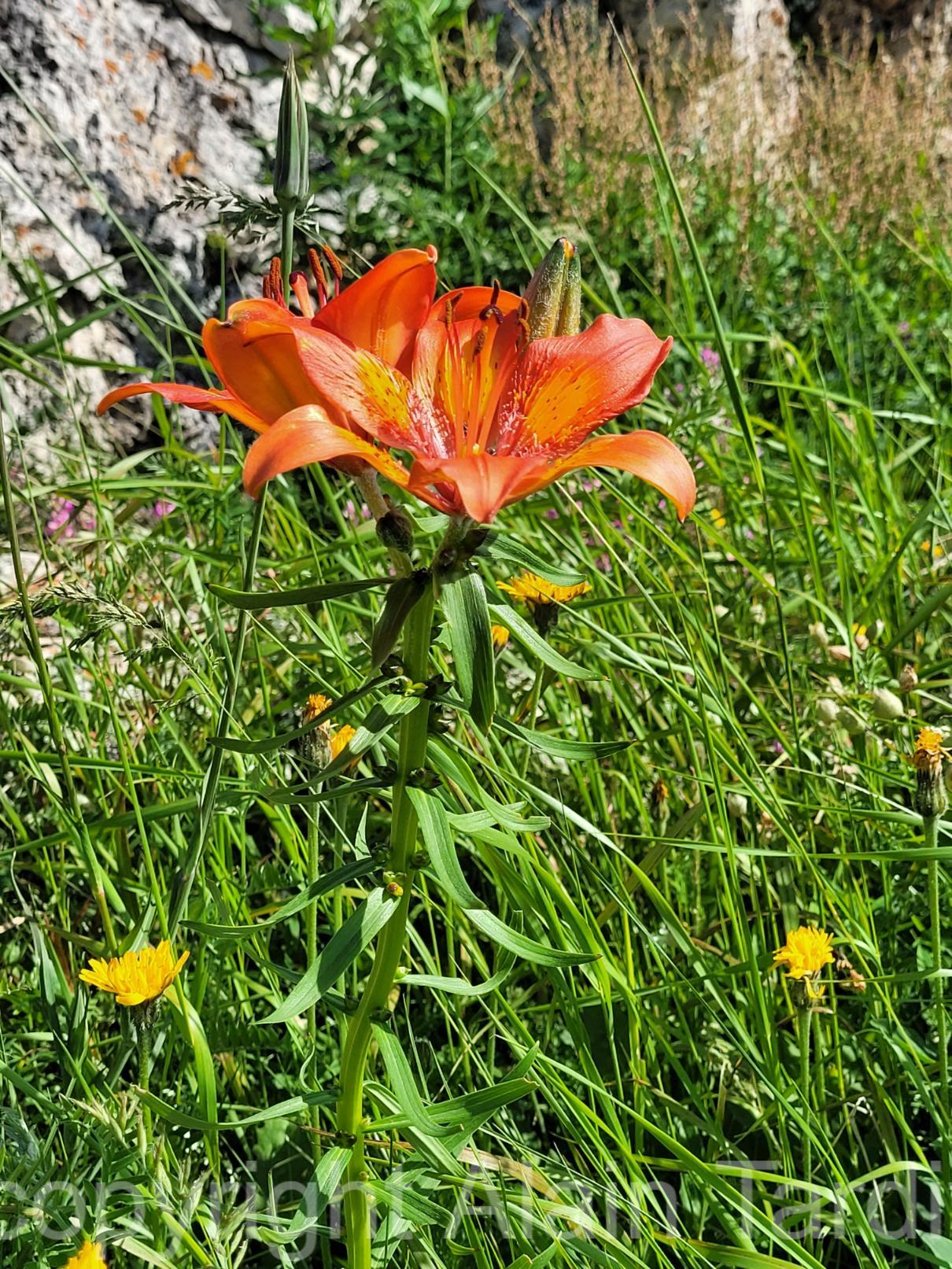 Lilium croceum 2 lis orangé