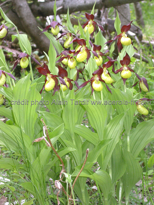 cypripedium_calceolus1 sabot de Vénus