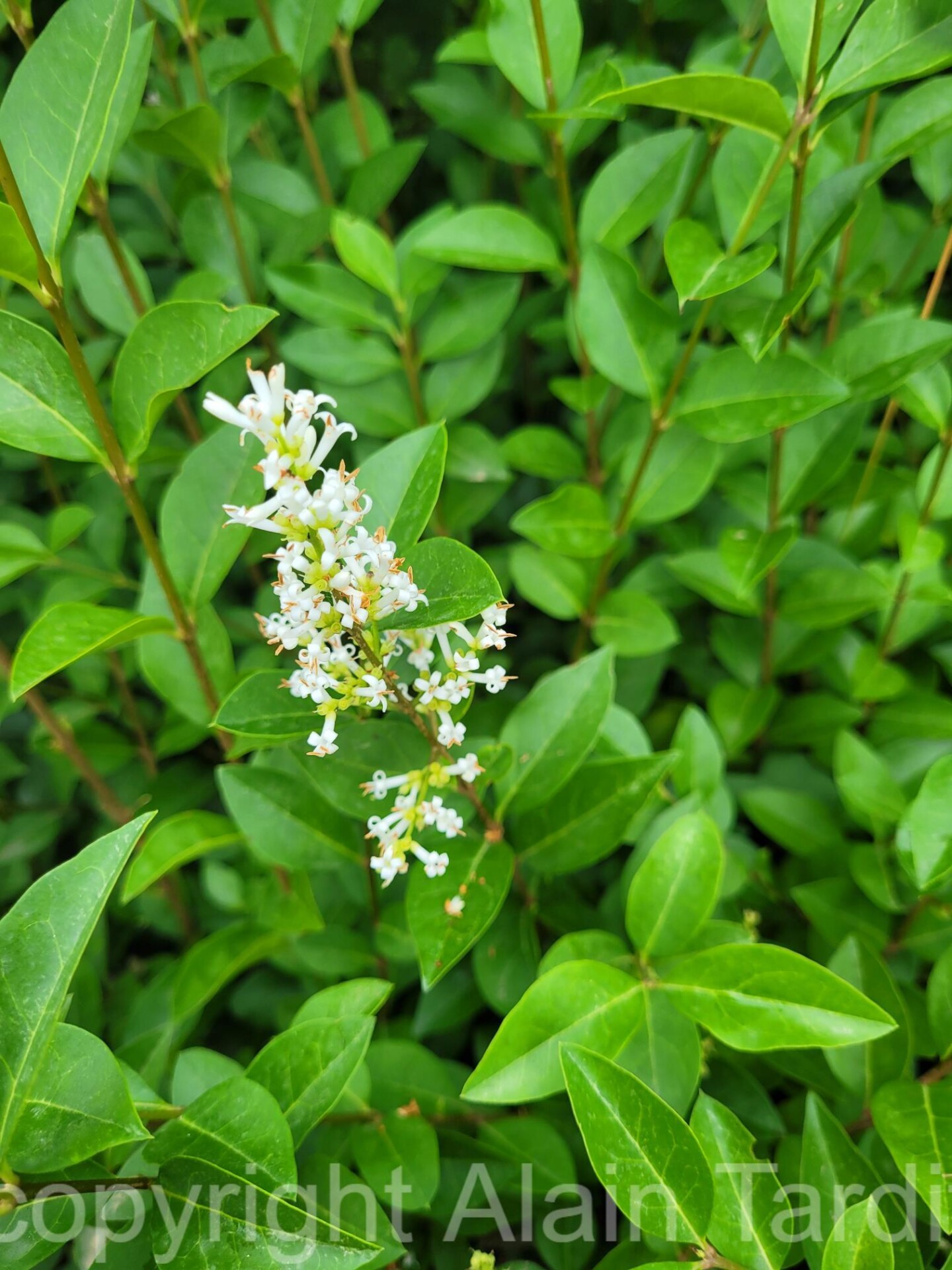 ligustrum vulgaris 3 Ligustrum vulgaris ou troène vulgaire