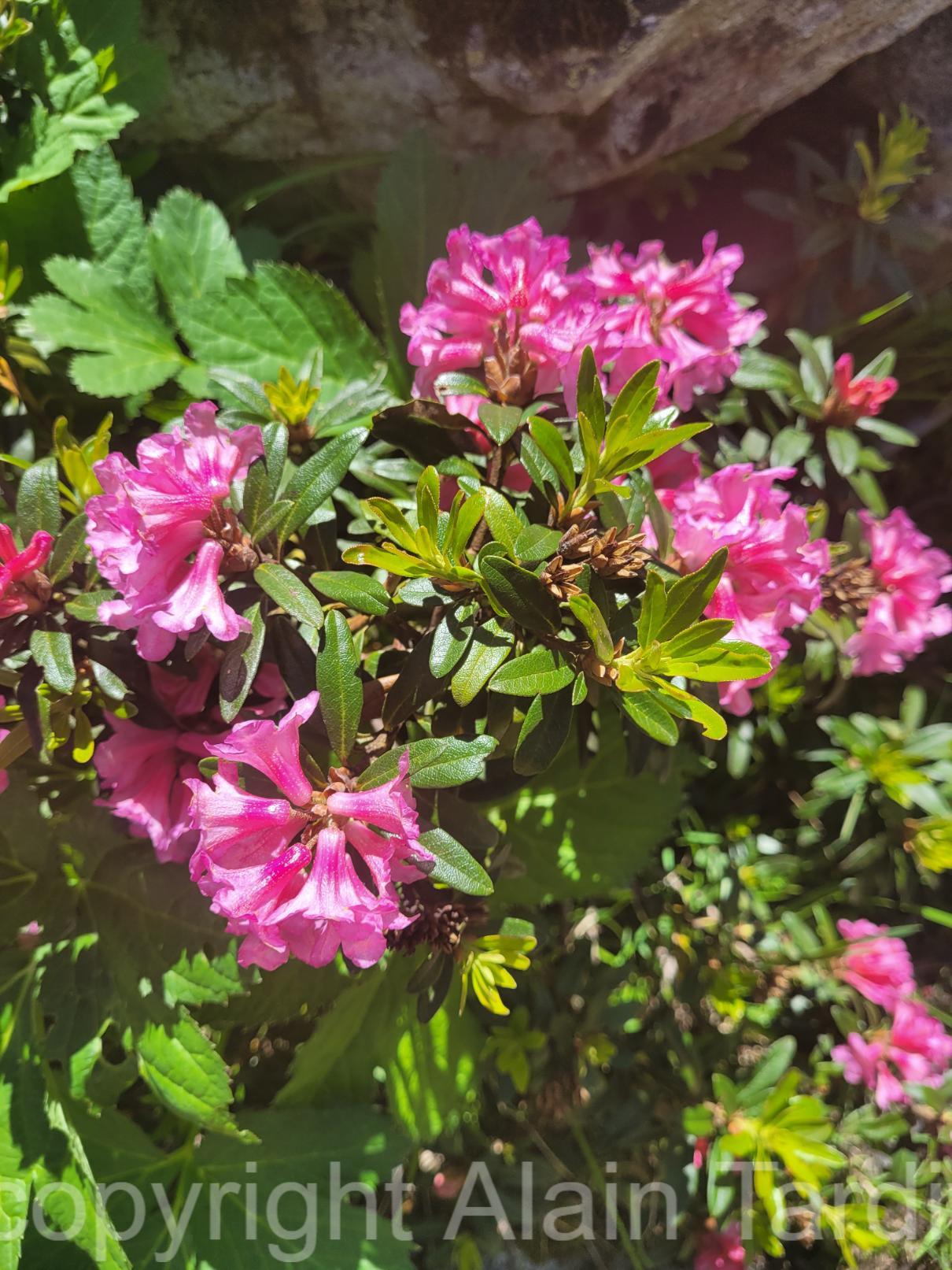 rhododendron ferrugineum 4 rhododendron des Alpes