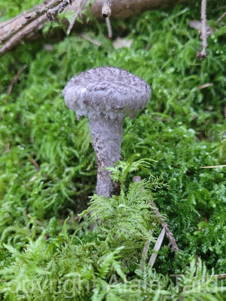 Boletus strobilaceus 2 bolet pomme de pin