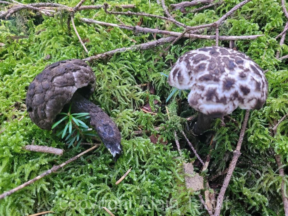 Boletus strobilaceus 3 bolet pomme de pin