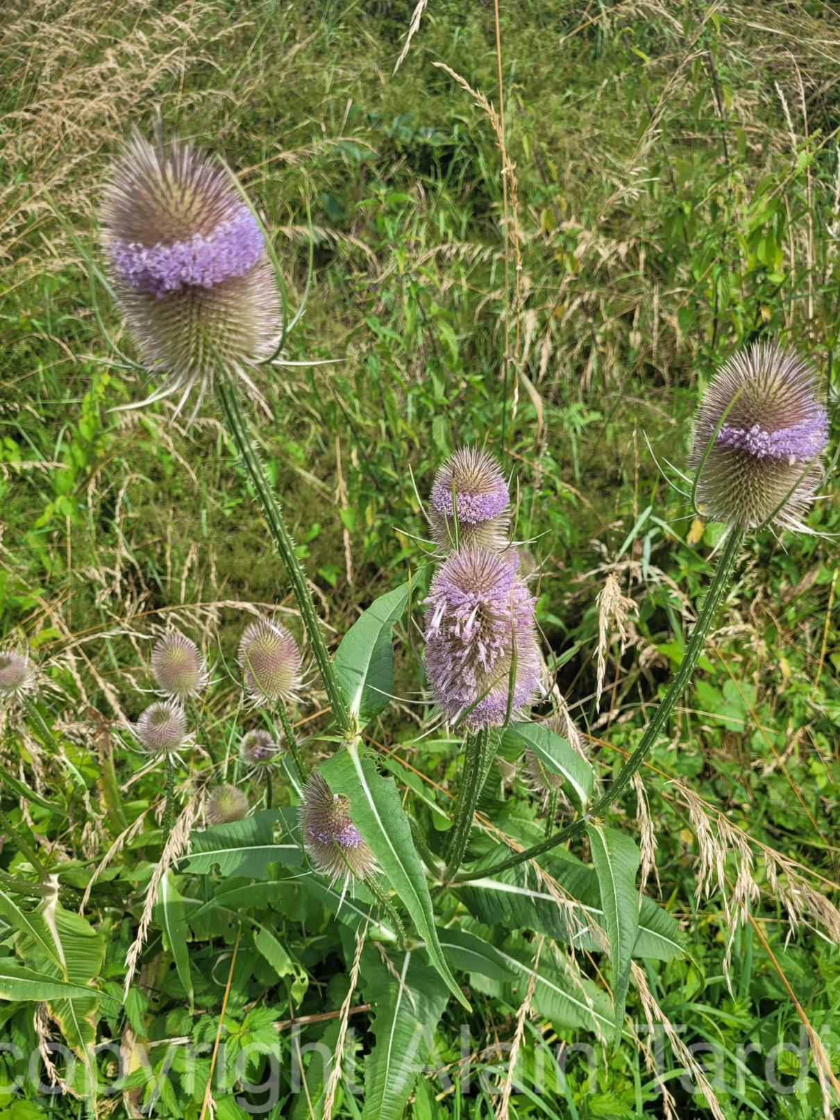 Dipsacus fullonum 2 cardère sauvage