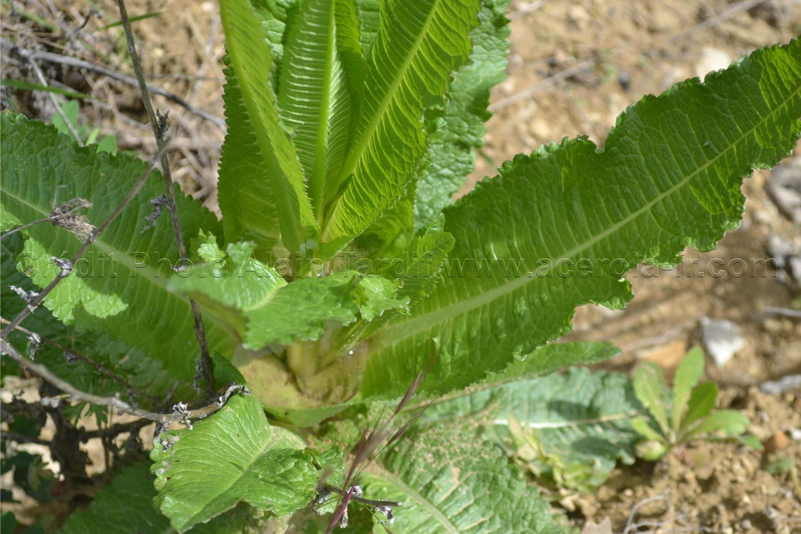 Dipsacus sylvestris 2 cardère sauvage