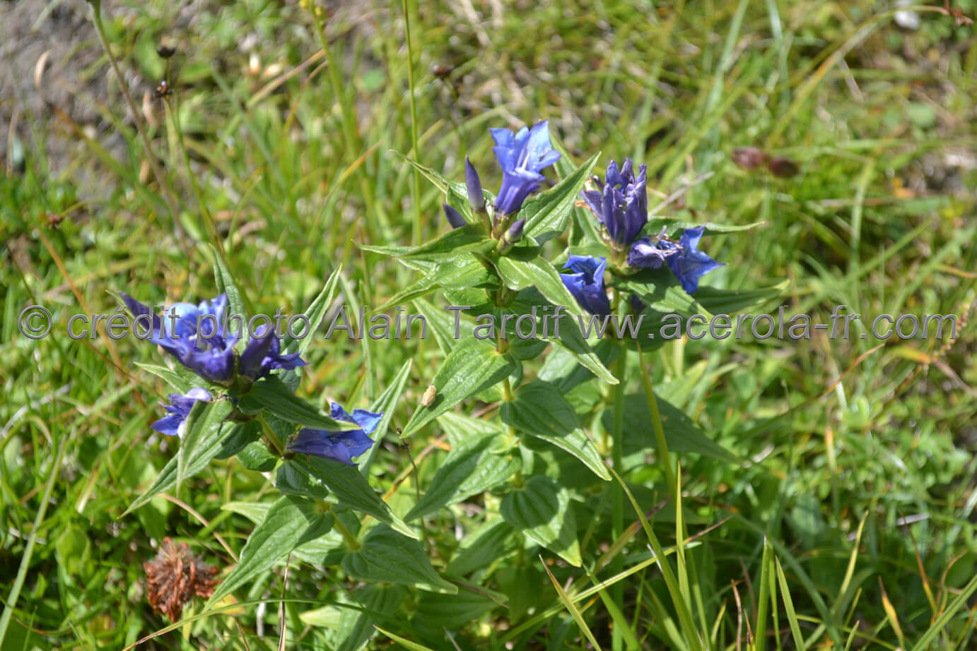 Gentiana asclepiadea 2 gentiane à feuilles d'asclépiade